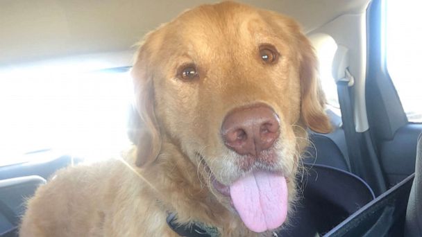 Dog reunited with owner after being lost for nearly a year - Good ...