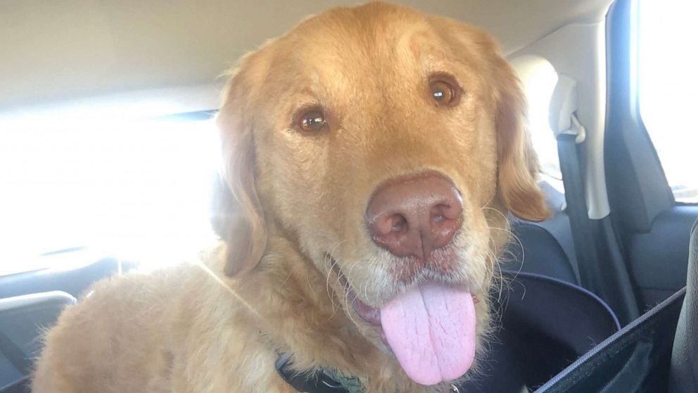 Dog reunited with owner after being lost for nearly a year - ABC News