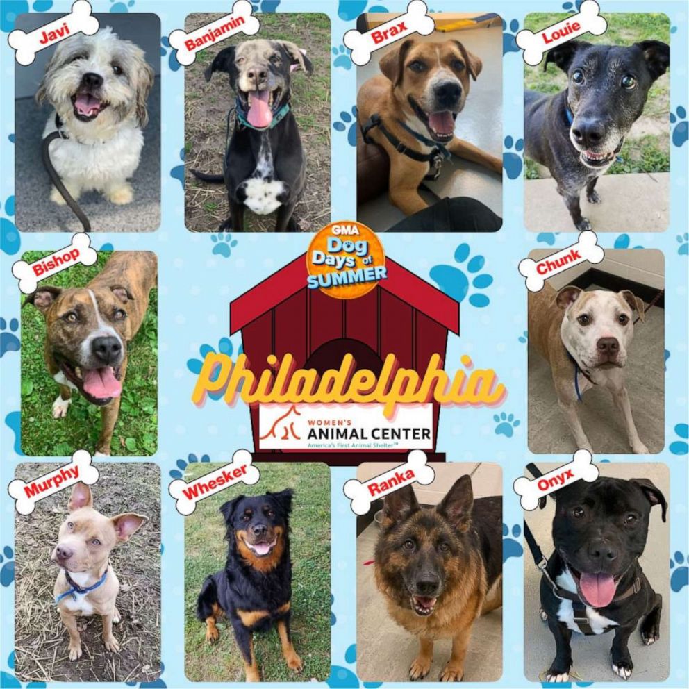 GMA' celebrates Dogust: Meet these adoptable dogs from across the country!  - Good Morning America