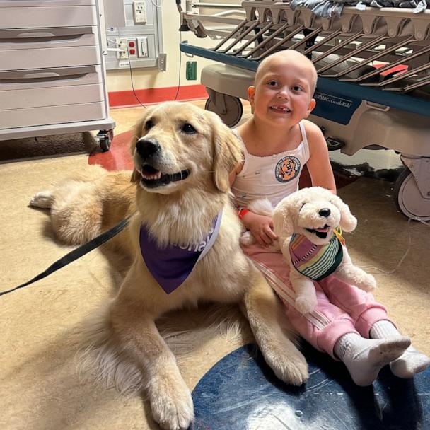 Golden retriever therapy dogs 'bring so much light' to young girl with leukemia