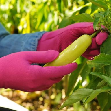 PHOTO: Foxgloves: Gardening Gloves