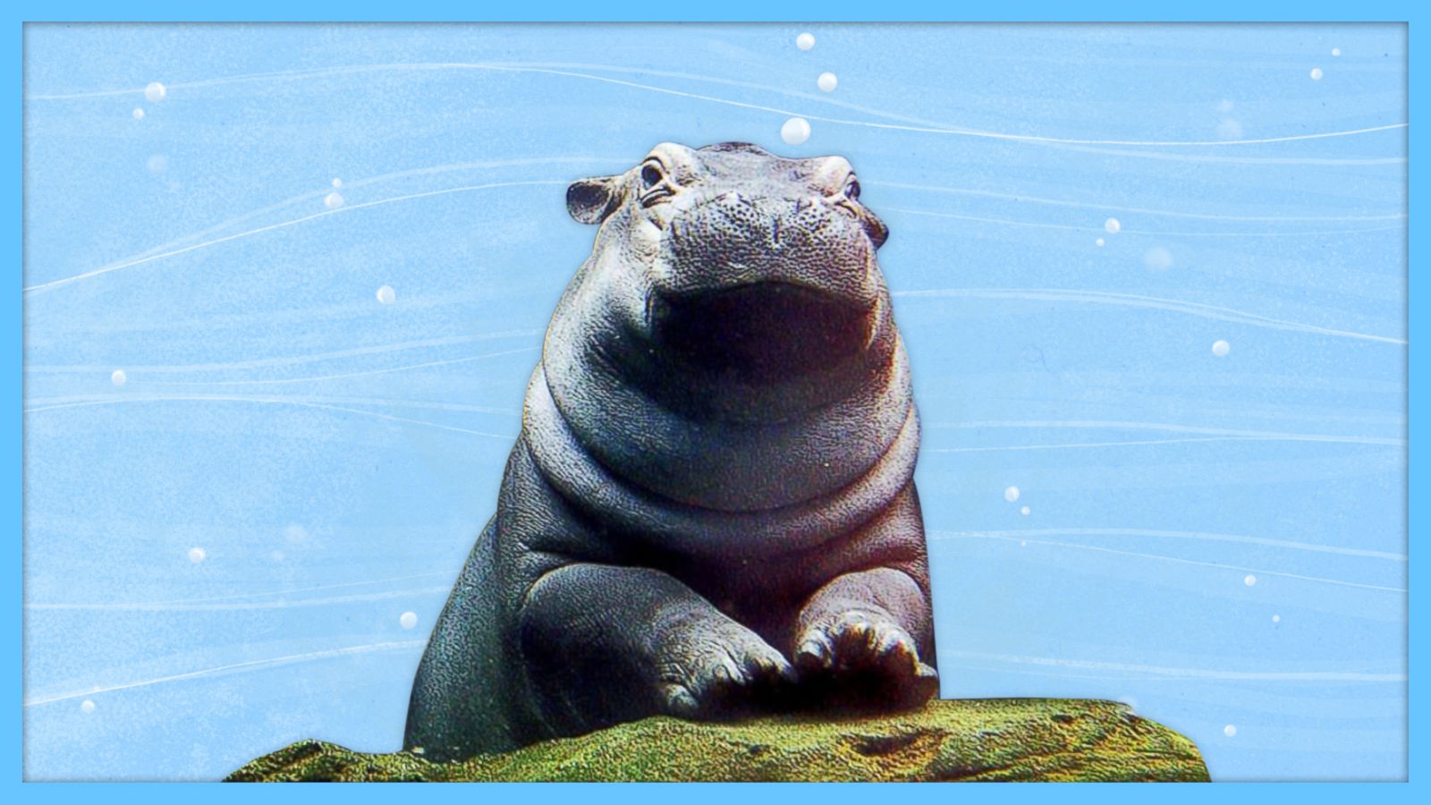 PHOTO: National Hippo Day!