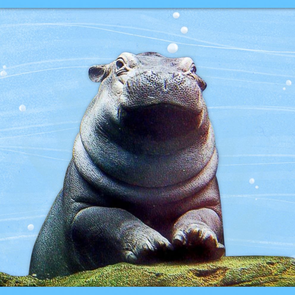 VIDEO: Happy National Hippo Day! We're celebrating with the world-famous Fiona hippo