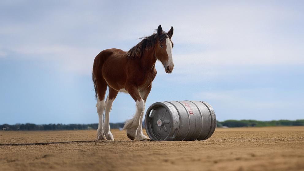 PHOTO: A Clydesdale foal stars in the new Budweiser Super Bowl ad.