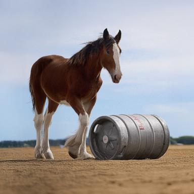 PHOTO: A Clydesdale foal stars in the new Budweiser Super Bowl ad.