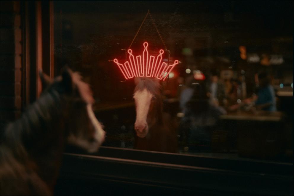 PHOTO: A Clydesdale foal in the new Budweiser Super Bowl ad.