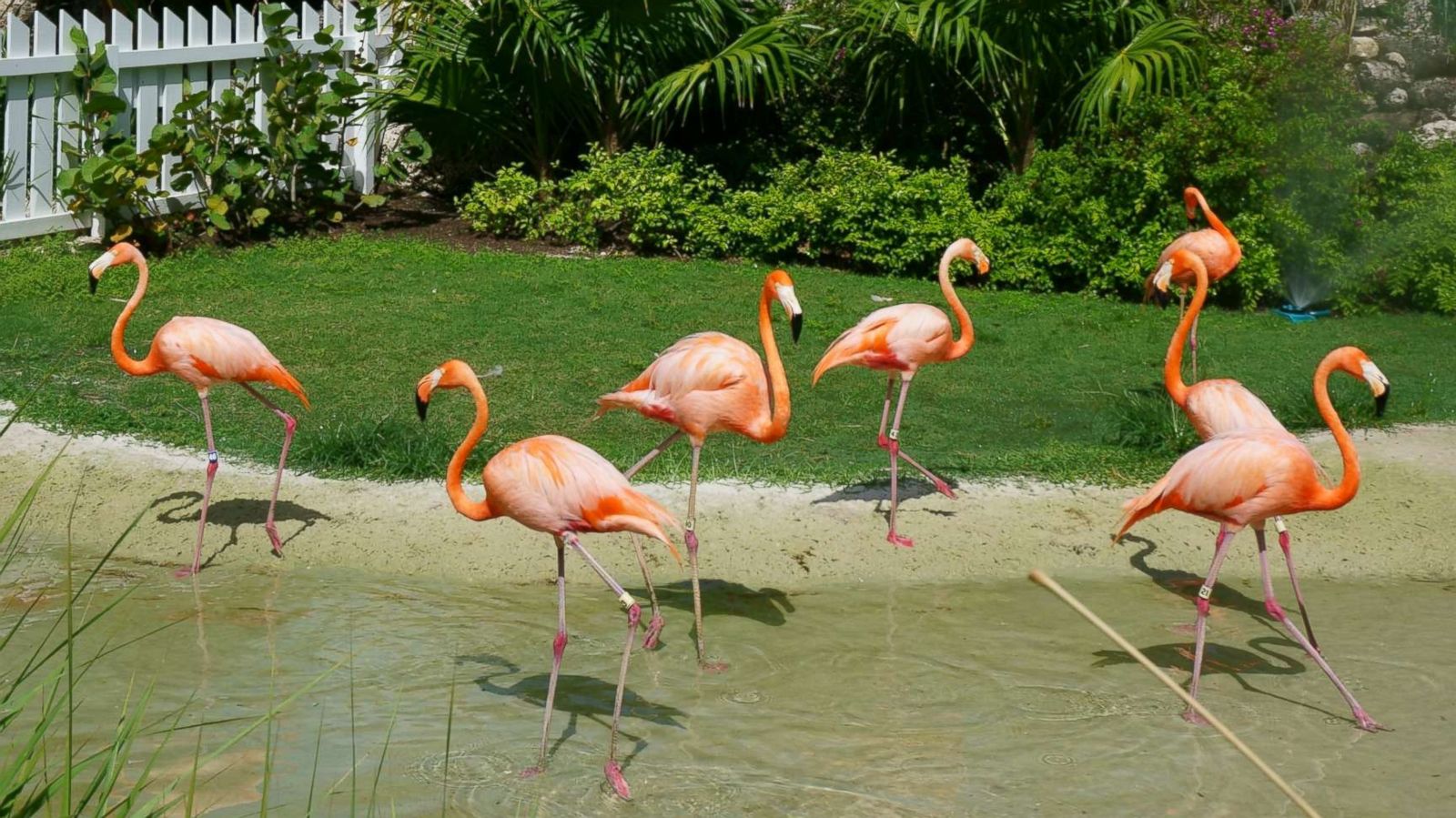 PHOTO: Flamingos at Baha Mar in the Bahamas.