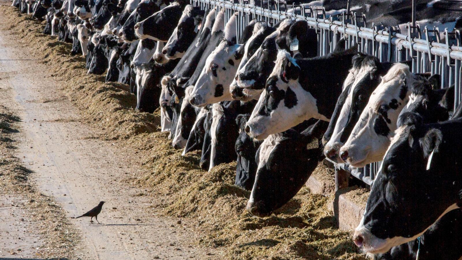 PHOTO: Dairy cattle feed at a farm, March 31, 2017, near Vado, N.M. The Department of Agriculture said, March 25, 2024, that milk from dairy cows in Texas and Kansas has tested positive for bird flu.