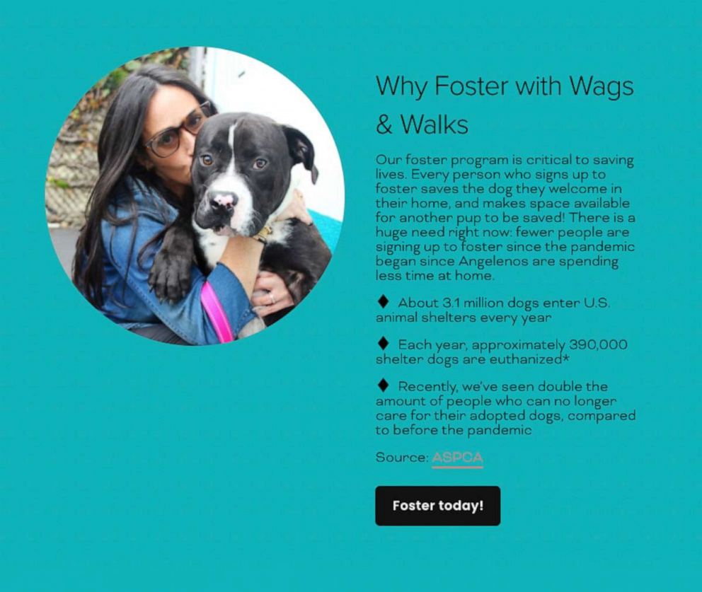 PHOTO: Wags and Walks teamed up with Squarespace to build a new Web site to spread awareness for their organization. 