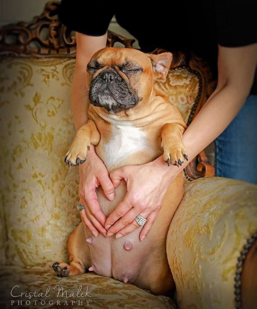 PHOTO: Cozette the bulldogs works her angles in maternity shoot.