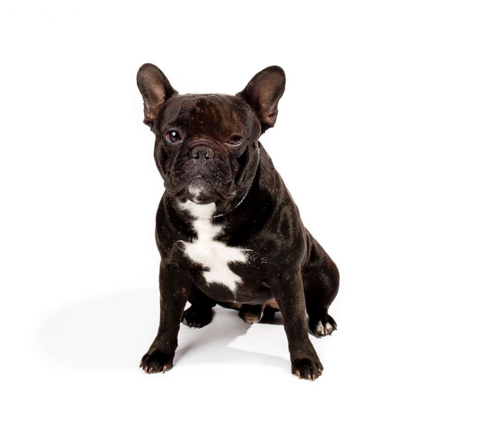 Frenchies unseat Labs as top American Kennel Club dog breed