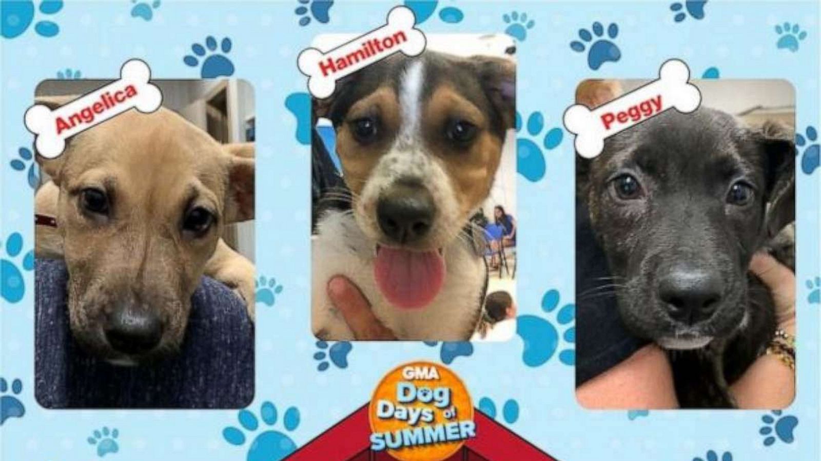 PHOTO: North Shore Animal League America celebrates “Dogust” with GMA in hopes of finding shelter dogs their forever homes.