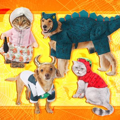 40 Pets That Rocked Their Halloween Costumes