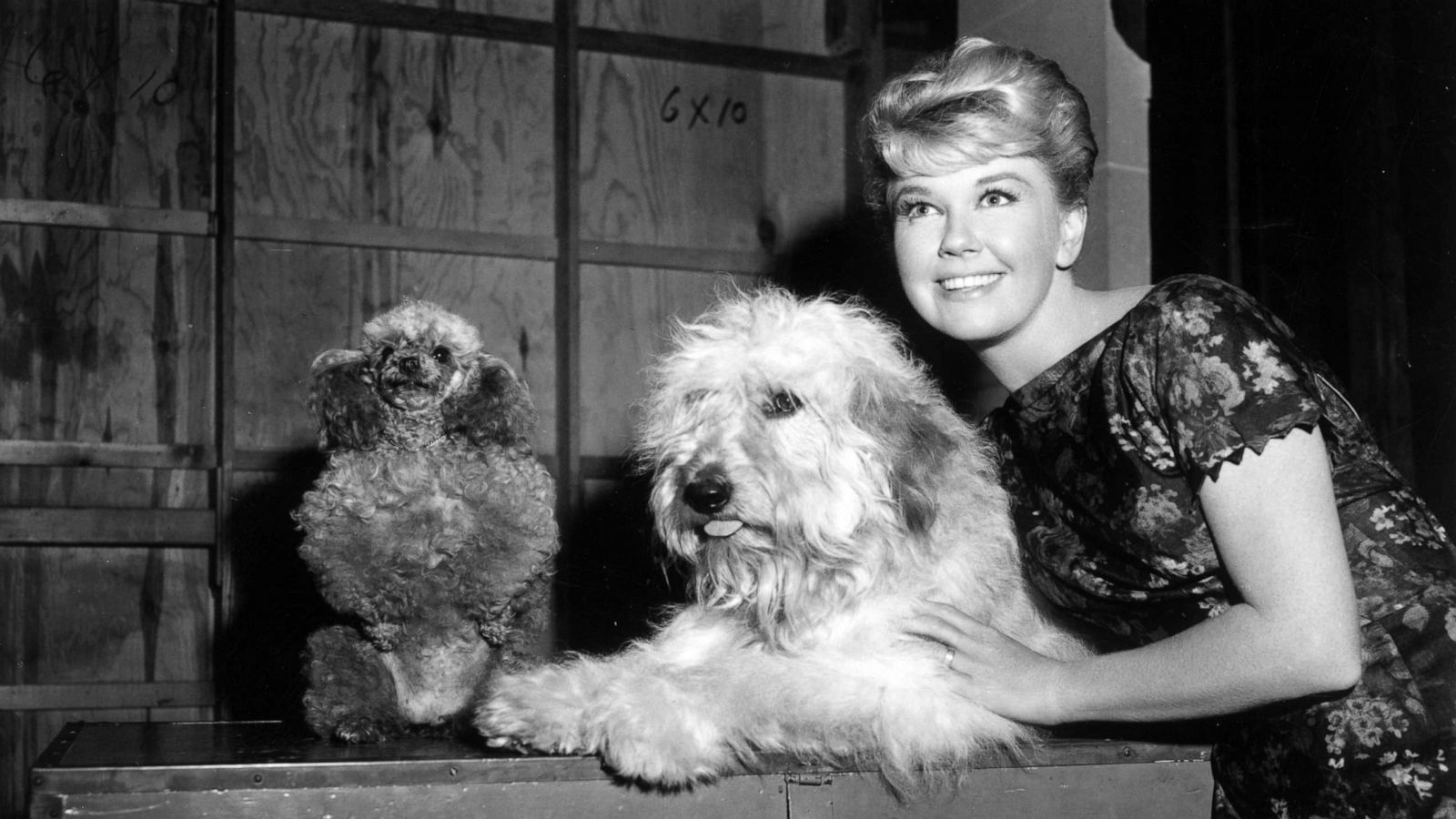 PHOTO: Doris Day with mutt co-star Hobo on the set of director Charles Walters's film, "Please Don't Eat the Daisies."