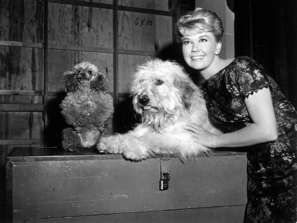PHOTO: Doris Day with mutt co-star Hobo on the set of director Charles Walters's film, "Please Don't Eat the Daisies."