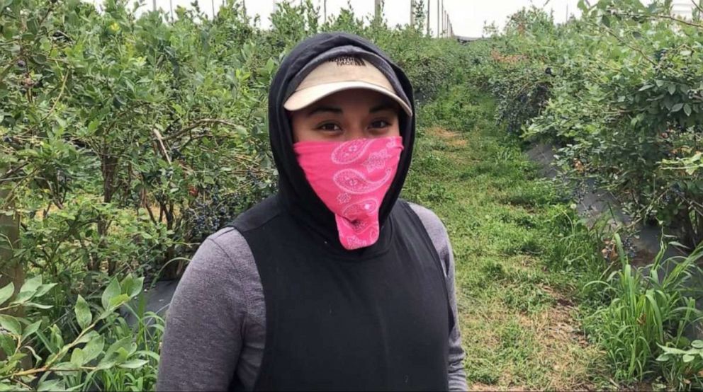 PHOTO: Gianna Nino on a blueberry farm in Washington where she worked over the summer.