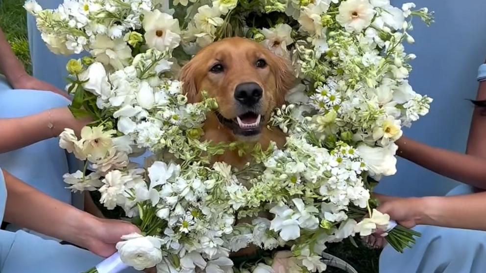 PHOTO: Aria, a one-year-old golden retriever played the role of "flower girl" with a bouquet of flowers around her neck.