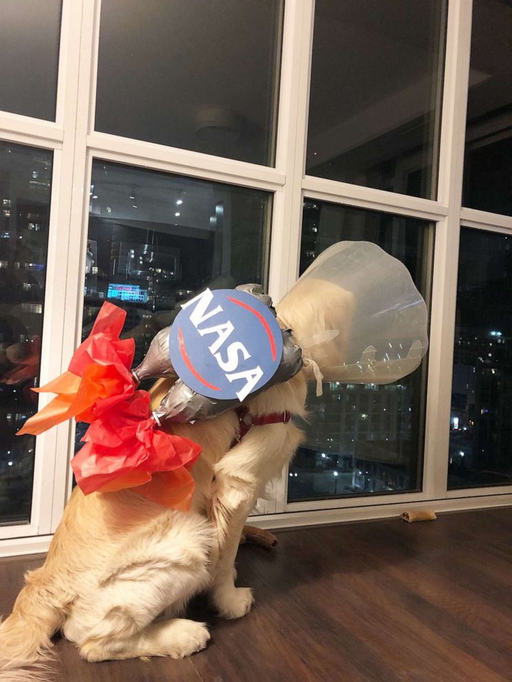 This golden retriever s cone of shame costumes bring him