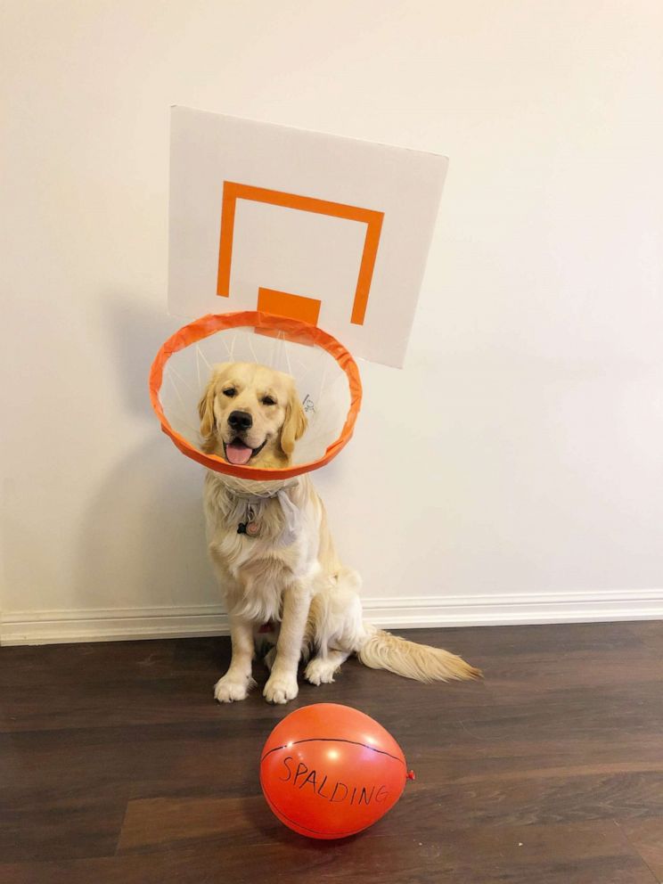 This golden retriever s cone of shame costumes bring him internet fame Good Morning America