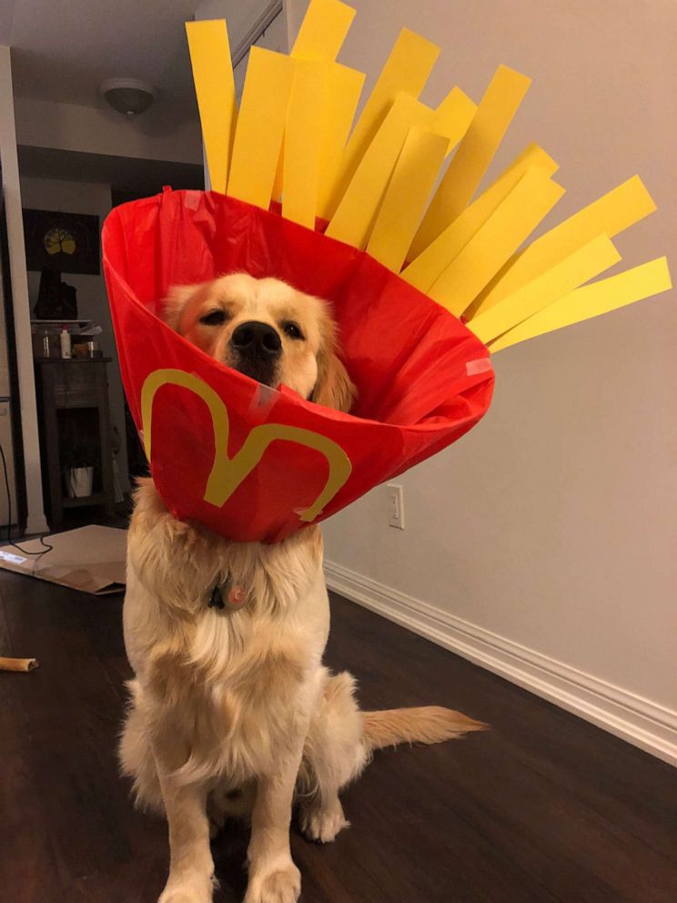 This Golden Retriever S Cone Of Shame Costumes Bring Him