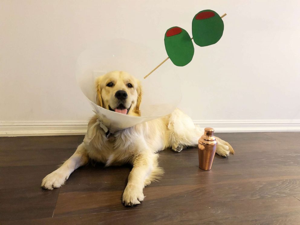 Dog with martini on sale cone