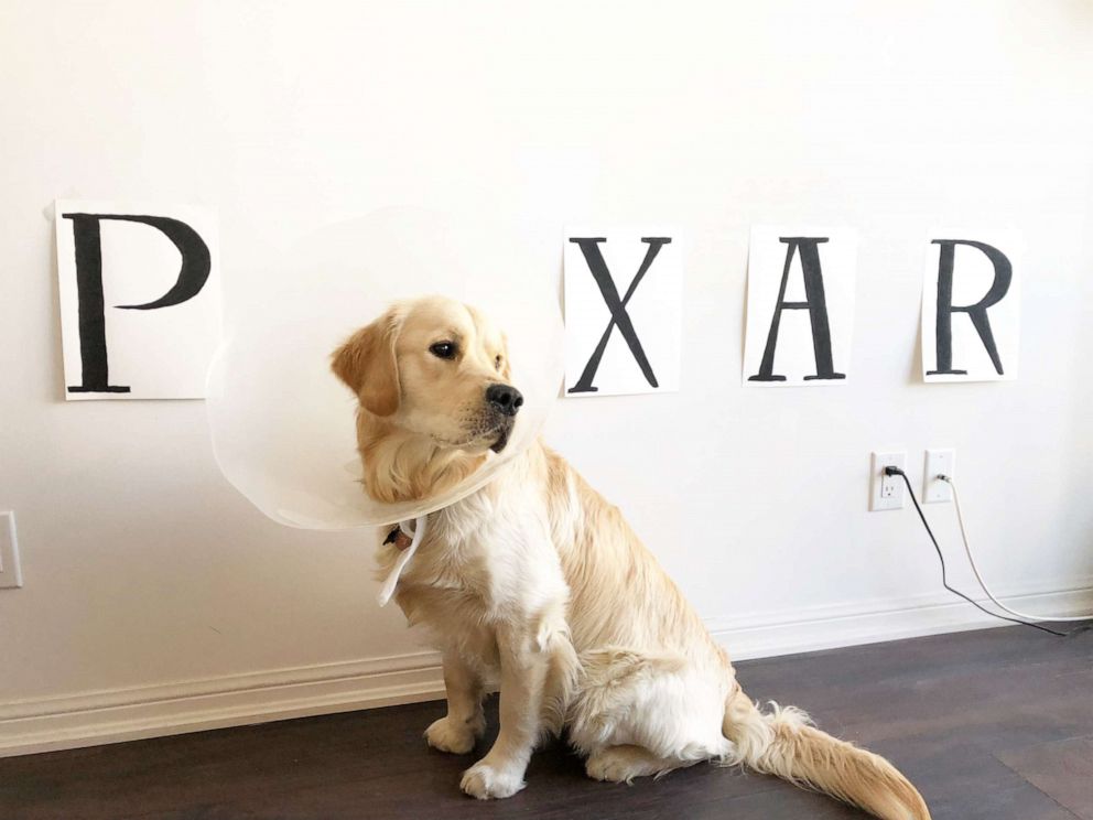 Dog on sale cone pixar