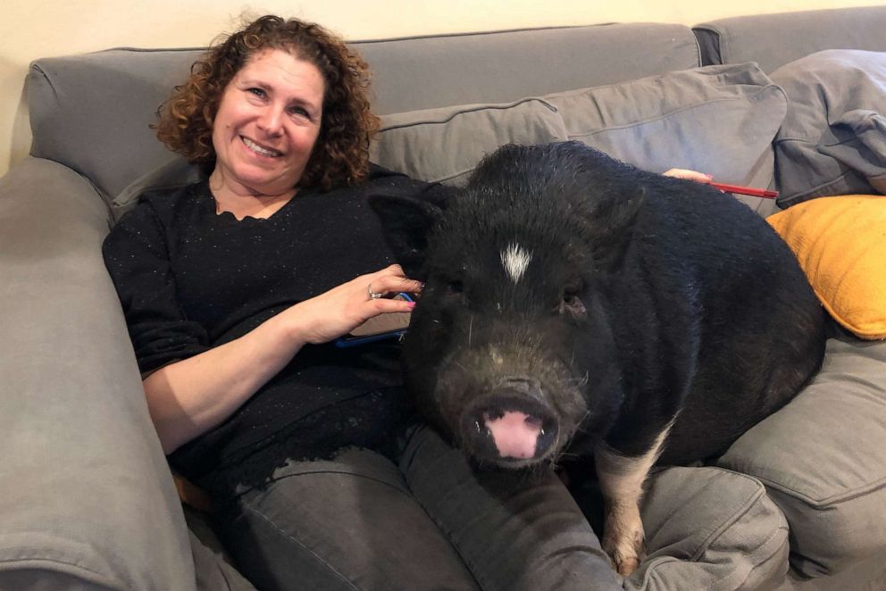 PHOTO: Hilary Gordon with their family's pet pig Squiggy.