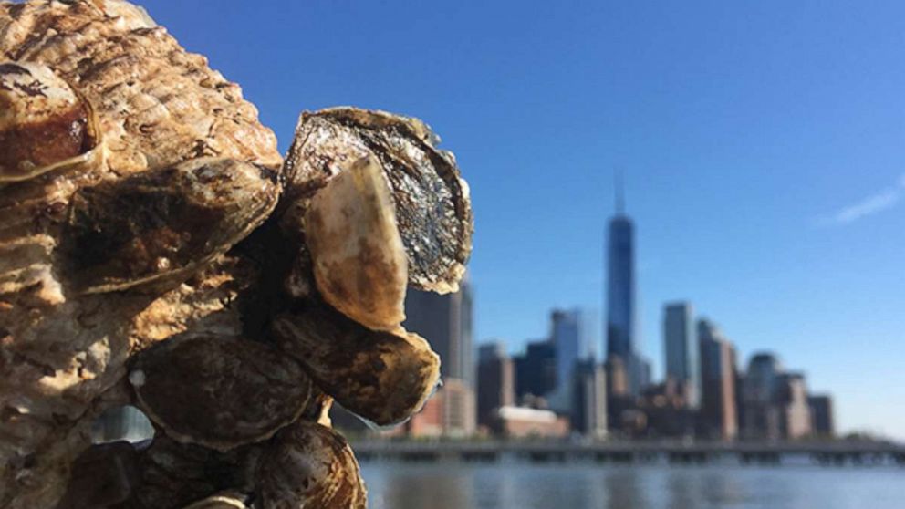 VIDEO: Oyster Farming From the Nursery to the Table