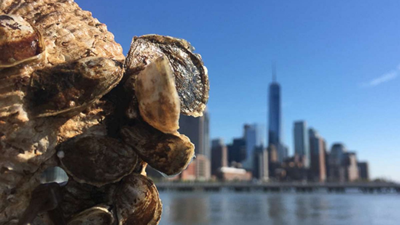 PHOTO: A cluster of oysters pictured on Governor's Island overlooking the Manhattan skyline.