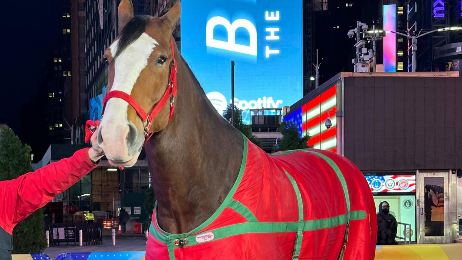 PHOTO: Olaf the Budweiser Clydesdale in Times Square with "Good Morning America."