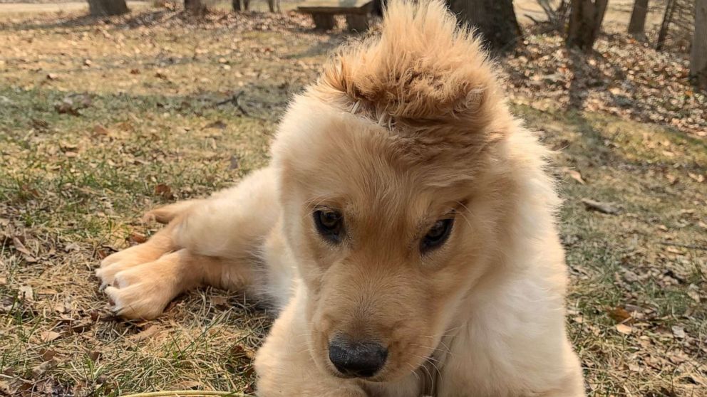 This one-eared 'unicorn' dog is stealing our hearts - ABC News