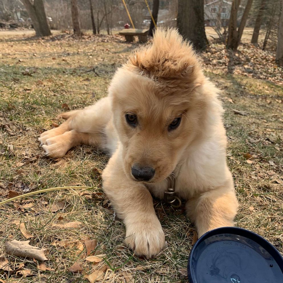 Golden Retriever Puppy with Tail on Head, Narwhal, Is Stealing Hearts