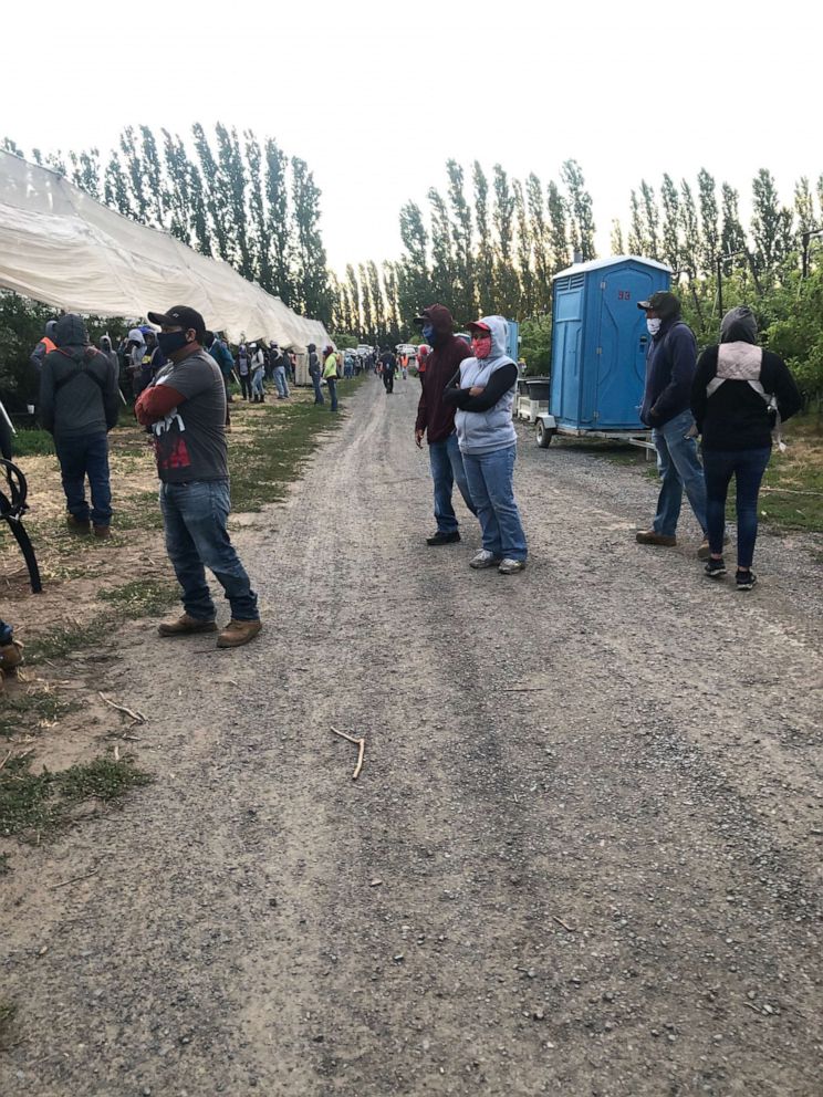 PHOTO: Farmworkers in Washington prepare to harvest blueberries.