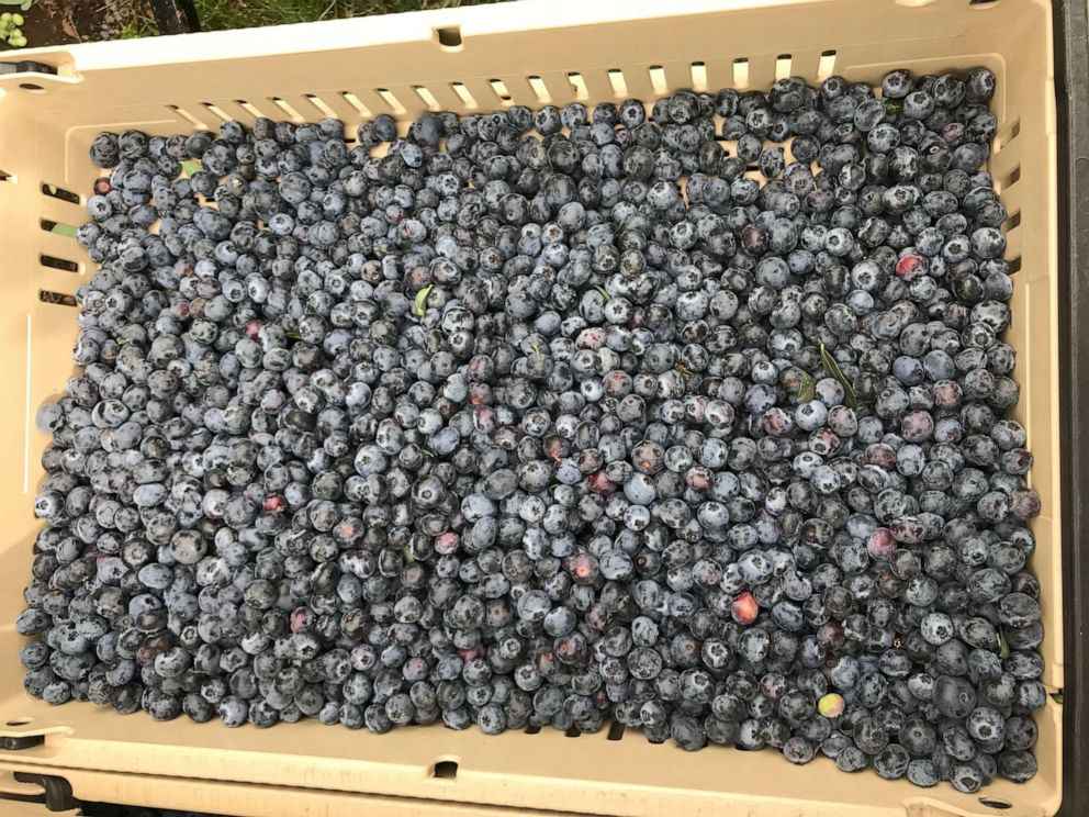 PHOTO: A palette of blueberries picked by hand on a farm in Washington.