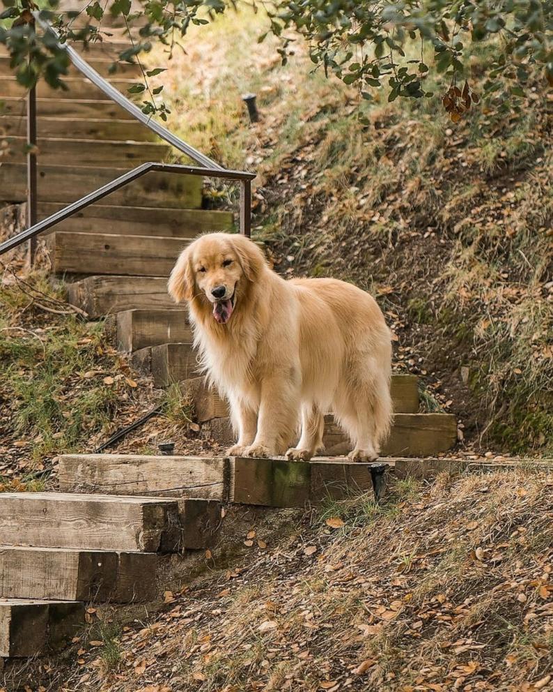 PHOTO: Jennifer Garner revealed her pet dog Birdie, a golden retriever, has died.