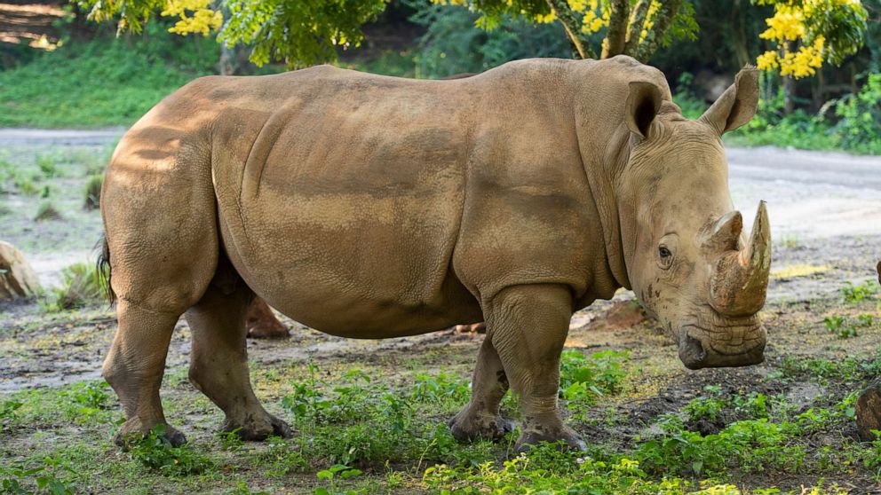 On World Rhino Day, Sept. 22, 2020, Disney’s Animal Kingdom announced three rhinos in the Walt Disney World Resort theme park’s herd are pregnant. Kendi, pictured above, is expected to deliver a calf in October. 