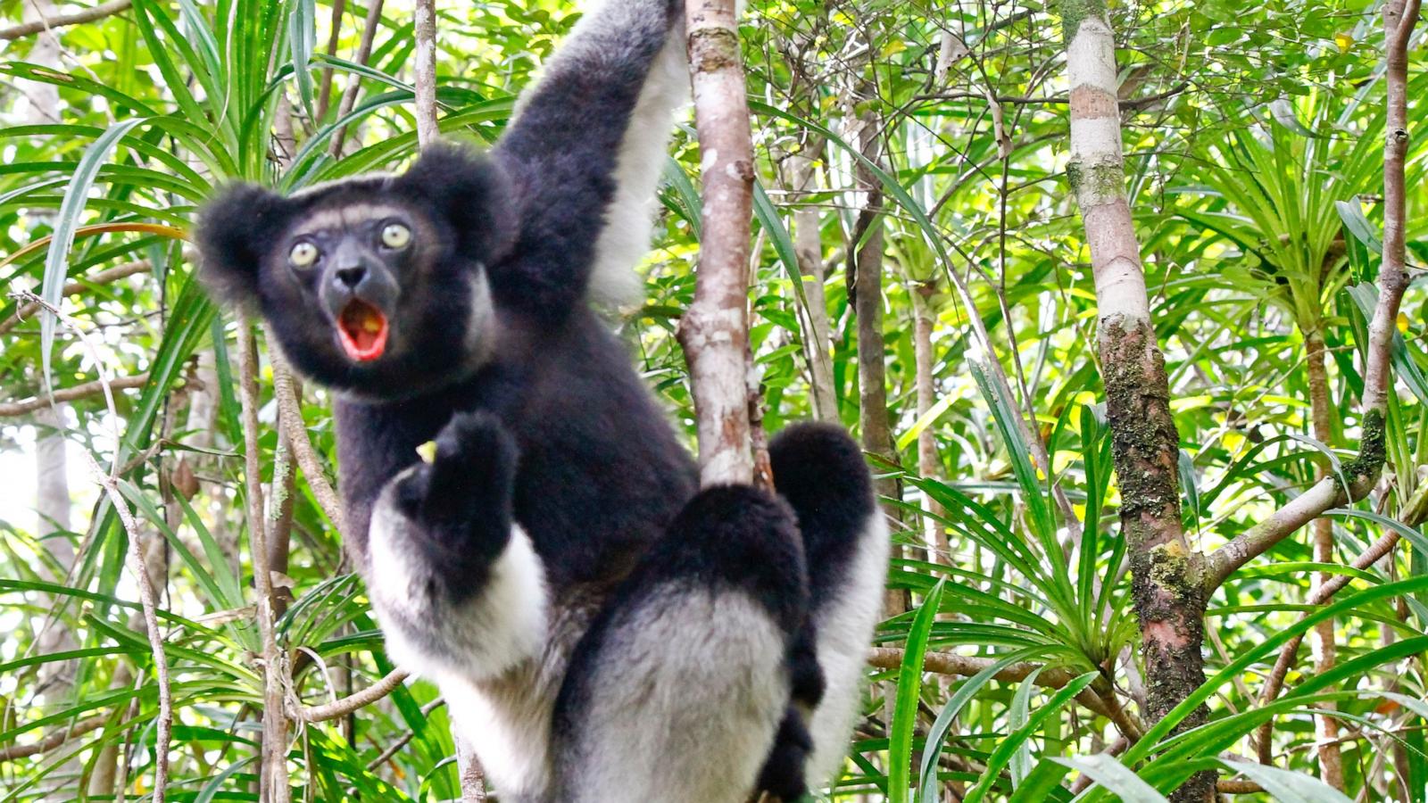 PHOTO: Image of the Indri lemur (Indri Indri) sitting on tree in Madagascar.