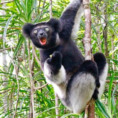 PHOTO: Image of the Indri lemur (Indri Indri) sitting on tree in Madagascar.