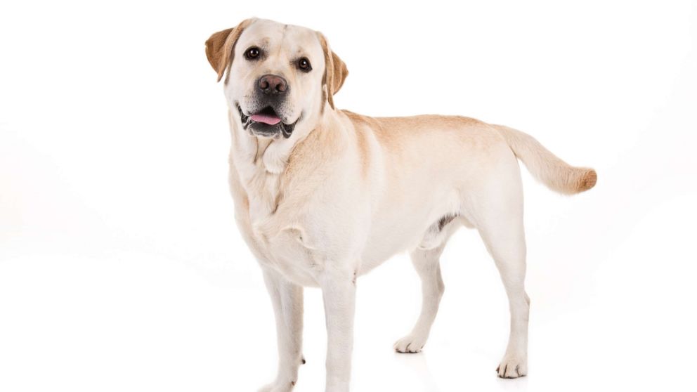 Labrador Retriever named American Kennel Club's most popular dog breed for 28th year.