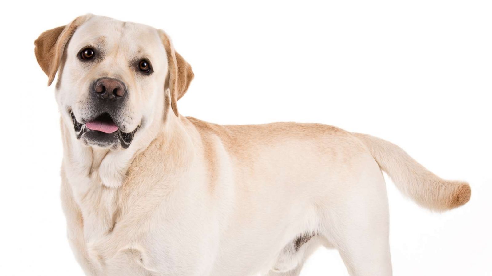 Labrador retriever named American Kennel Club's most popular dog ...