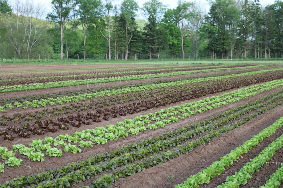 PHOTO: A field of lettuce crops at Willow Wisp Organic Farm.