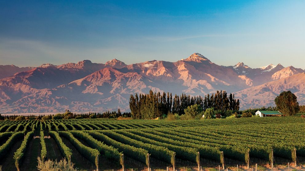 PHOTO: The Andes form a backdrop for grape vines in Mendoza's Uco Valley. 