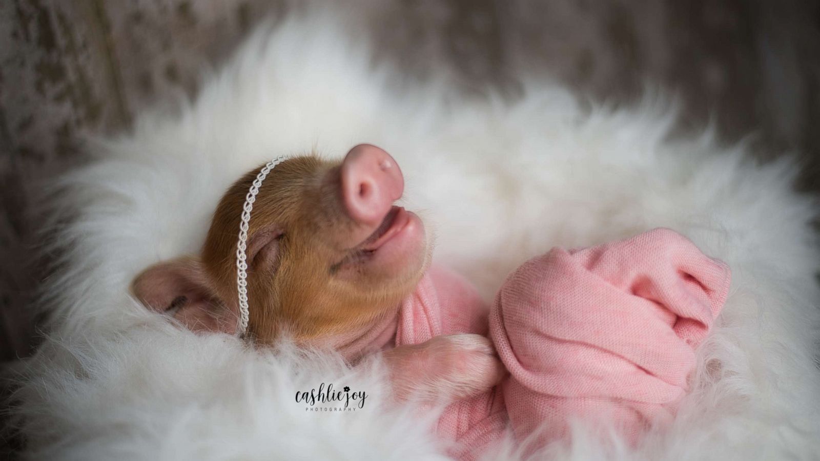 cute baby pigs in boots