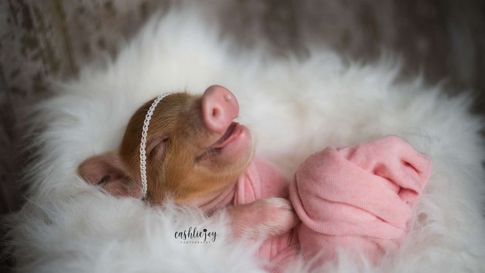 Newborn piglet captures hearts with adorable photoshoot | GMA