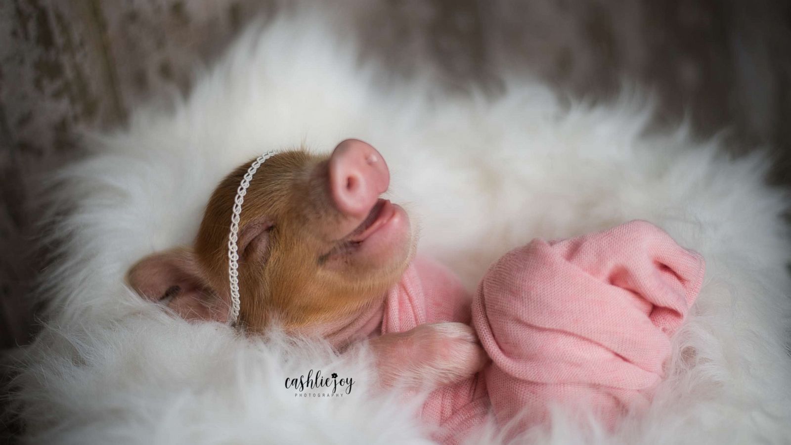 PHOTO: Newborn piglet named Dynamite lats wrapped in a pink blanket.