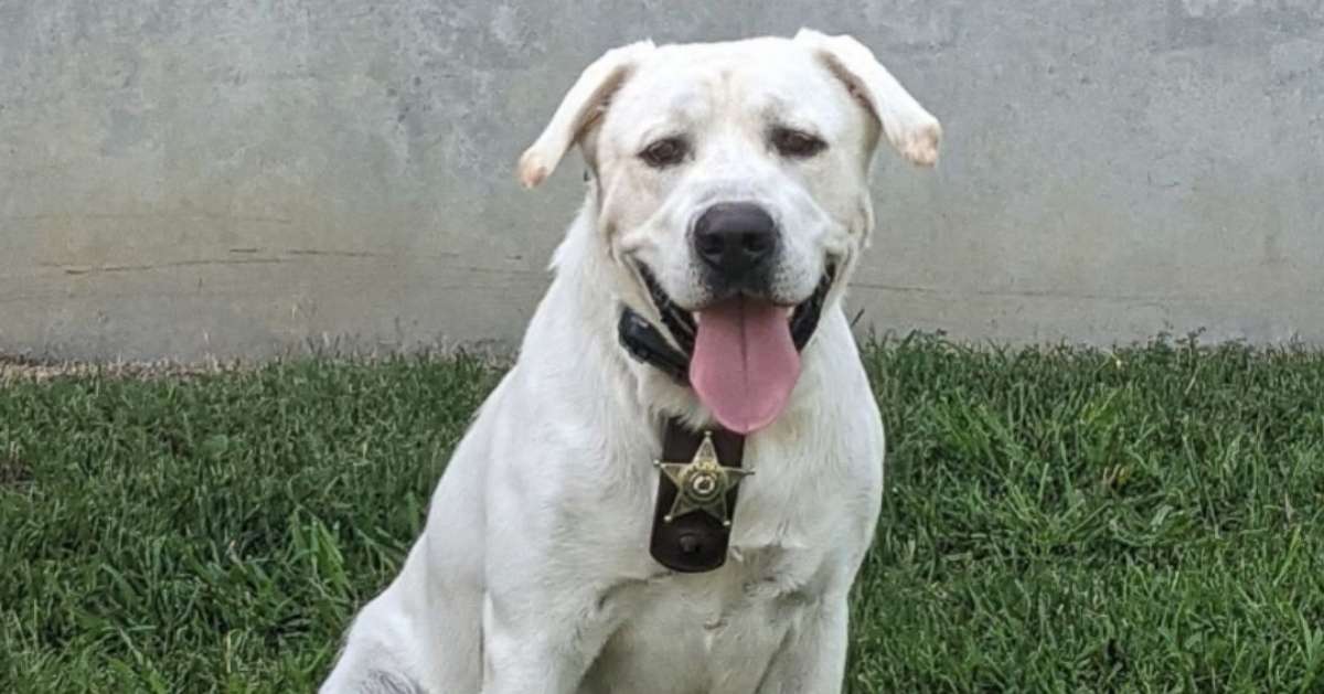 PHOTO: Maverick is one of 13 K-9s with North Carolina's Union County Sheriff's Office. He is a white English Labrador retriever.