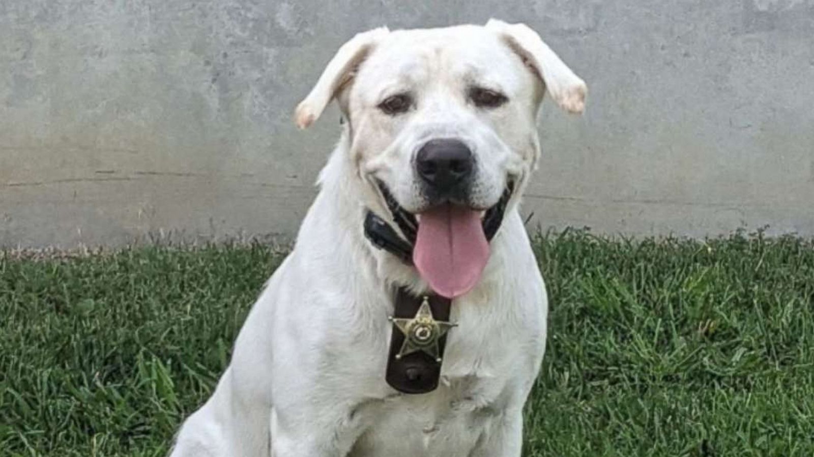 PHOTO: Maverick is one of 13 K-9s with North Carolina's Union County Sheriff's Office. He is a white English Labrador retriever.