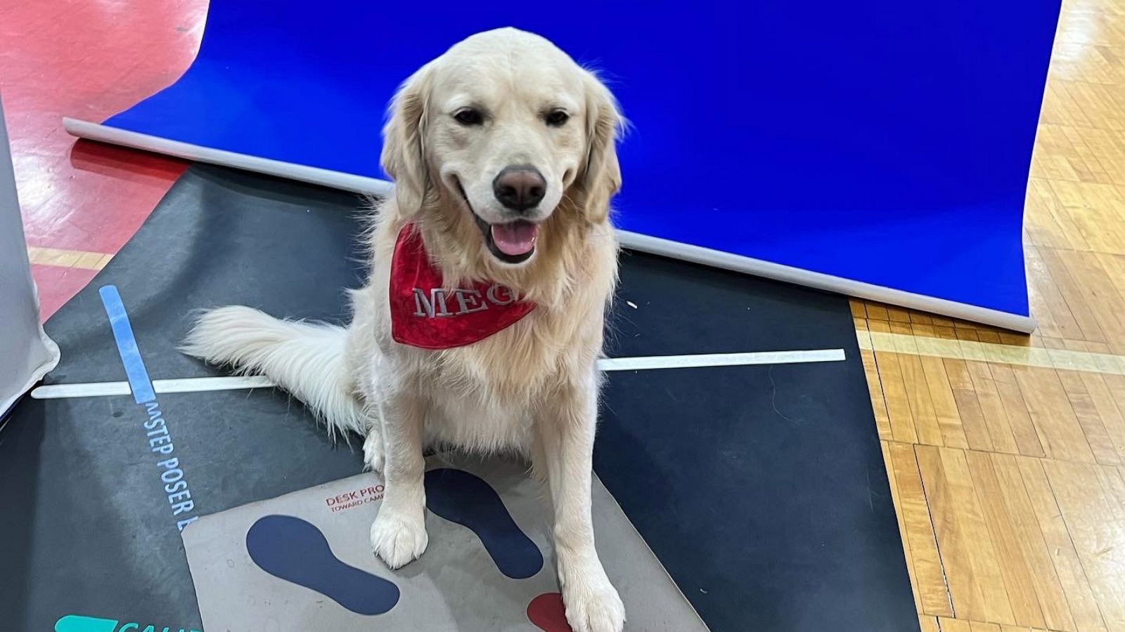 PHOTO: Like the other staff members at Goshen Middle School, facility dog Meg was allowed to sit for a yearbook portrait.