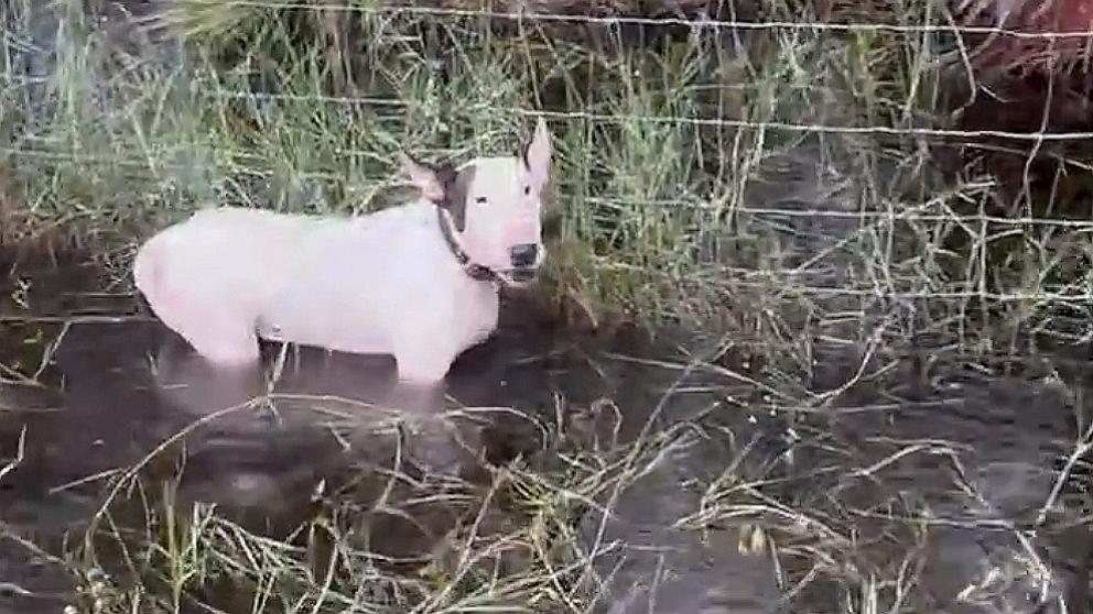 PHOTO: The Florida Highway Patrol in Tampa said its troopers rescued a dog that was left by its owners tied to a fencepost on Oct. 9, 2024, as Hurricane Milton bore down on Tampa Bay.