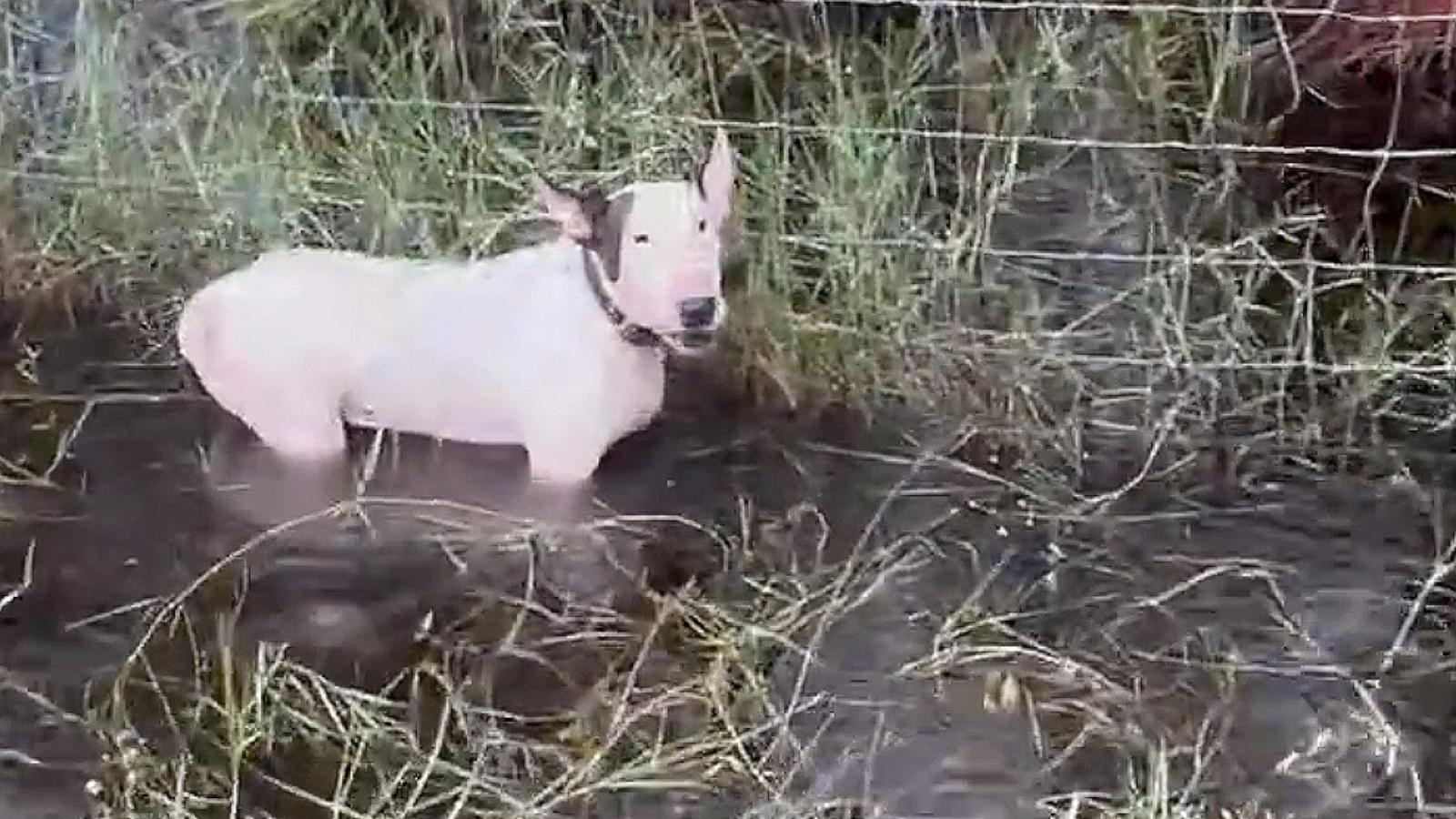 PHOTO: The Florida Highway Patrol in Tampa said its troopers rescued a dog that was left by its owners tied to a fencepost on Oct. 9, 2024, as Hurricane Milton bore down on Tampa Bay.